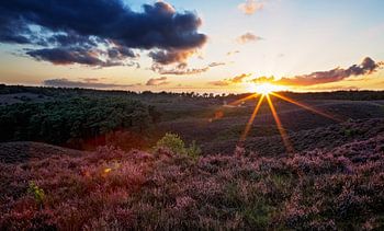 Coucher de soleil sur la bruyère pourpre sur le canapé