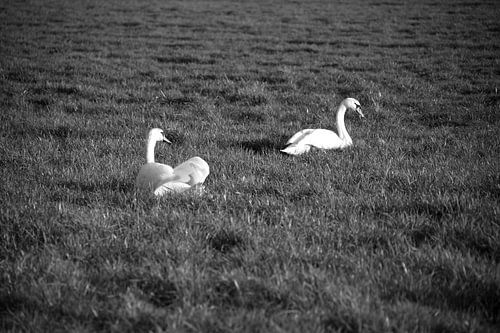 Twee zwanen op een weiland in Emsland