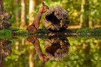 Un écureuil roule un tronc d'arbre également en image miroir