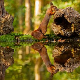 Eekhoorn rolt boomstronk ook in spiegelbeeld van Arnold van der Horst