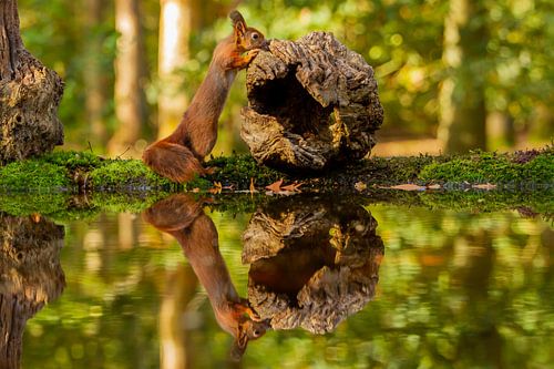 Eekhoorn rolt boomstronk ook in spiegelbeeld