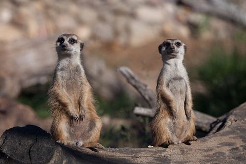 Twee stokstaartjes houden je in de gaten. Schattige Afrikaanse dieren stokstaartjes (Timon) kijken a