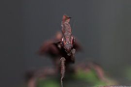 bidsprinkhaan en kung-fu by dominic kanters