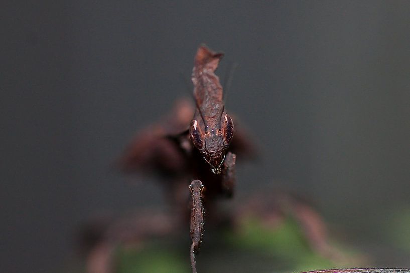 bidsprinkhaan en kung-fu by dominic kanters