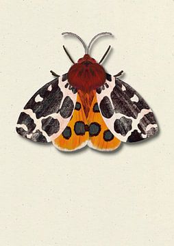 Dot moth with shadow insect illustration by Angela Peters