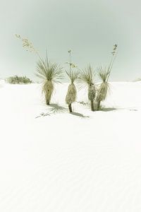 Dünen, White Sands National Monument | Vintage