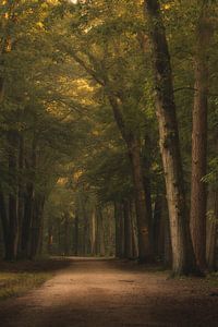 Photographie de la forêt "paysages de bois fins".