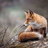 Glotzender Fuchs. von Janny Beimers