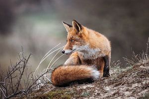 Glotzender Fuchs.