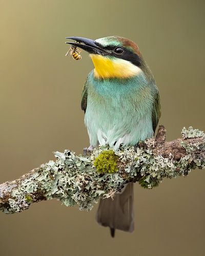 Bienenfresser mit einer Wespe
