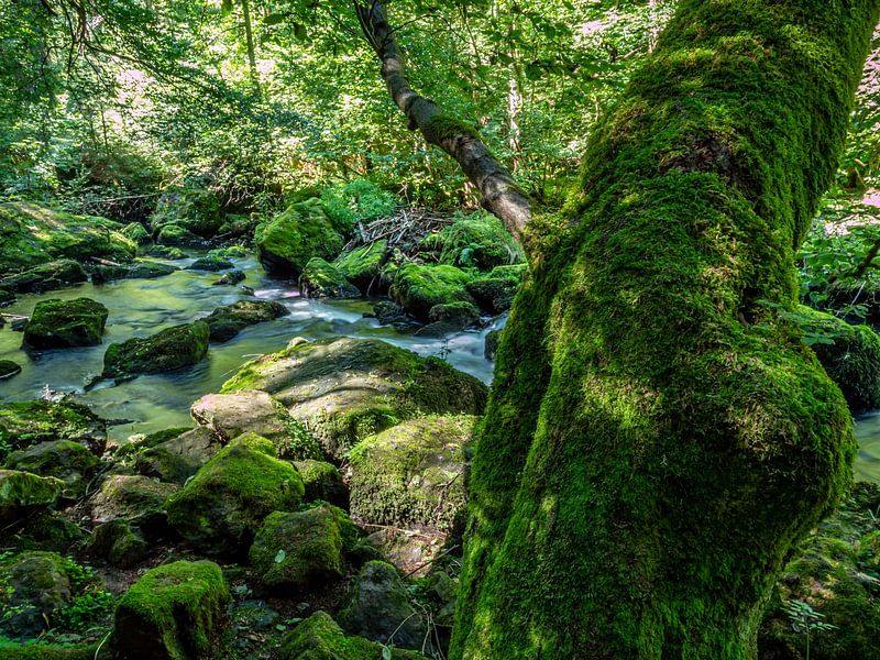 Baumstamm mit Moos im Naturschutzgebiet Triebtal von Animaflora PicsStock
