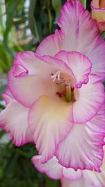 Gladiool by Michel Vegter