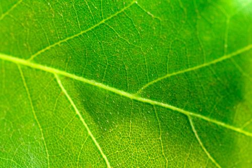 Beech tree leaf detail by Sjoerd van der Wal Photography