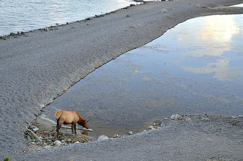 Wapiti drinkt uit het meer