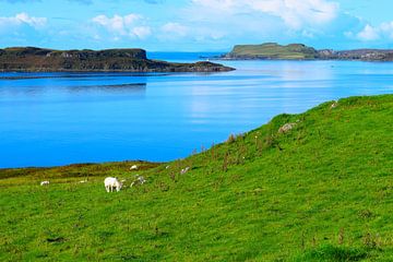 Eenzaam schaap in groene weide aan baai van Isle of Skye van Studio LE-gals