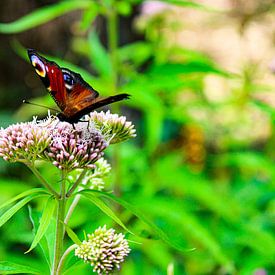 Schmetterling auf Blume von Gwyn de Graaf