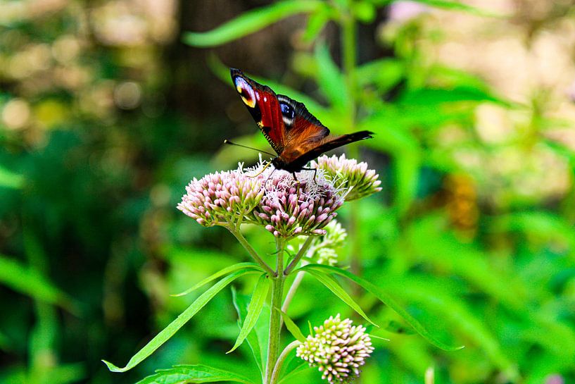 Schmetterling auf Blume von Gwyn de Graaf