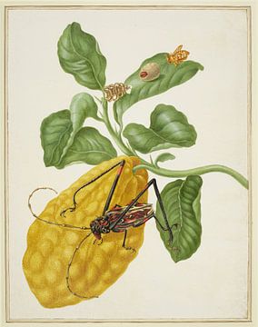 Zitrone mit einer Affenmotte und einem Harlekin-Käfer, Maria Sibylla Merian