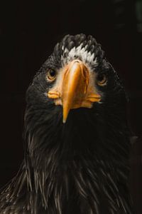 eagle von Larsphotografie