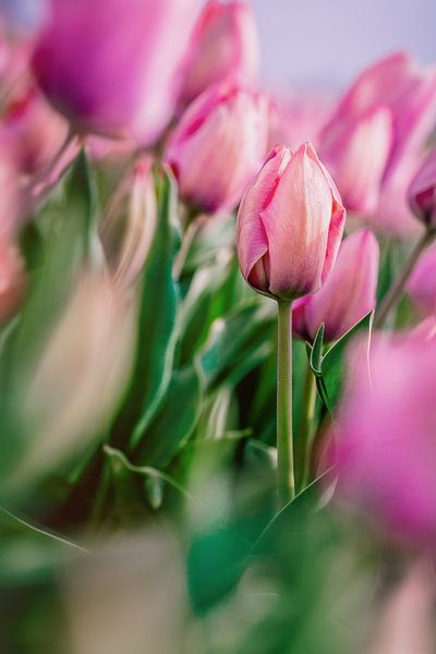 Roze tulpen van Sebastiaan van Stam Fotografie