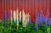 Characteristic of Norway