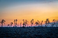 Skeleton Trees