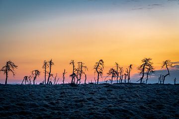 Skeleton Trees van Stefan Bauwens Photography