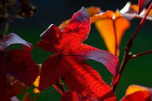 Schaduwen en licht een kleurenspel in de herfst van Jolanda de Jong-Jansen