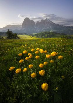 Globeflowers - Seiseralm