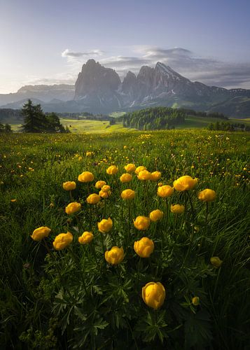 Tournesols - Alpe di Siusi