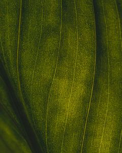Groene nerven #1