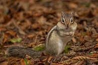 Siberian ground squirrel by Van Karin Fotografie thumbnail