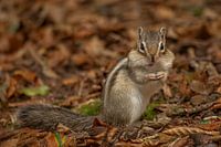 Sibirisches Erdhörnchen