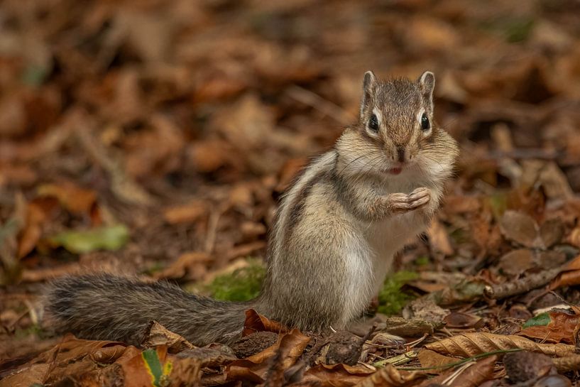 Siberian ground squirrel by Van Karin Fotografie