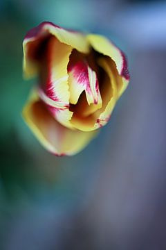La tulipe vue d'en haut sur Annemarie Veldman