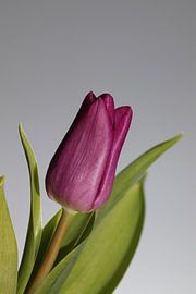 Purple Tulip by Clicksby JB
