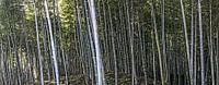 bamboo forest kyoto