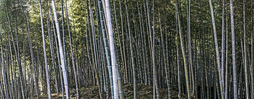 bamboewoud kyoto van Stefan Havadi-Nagy