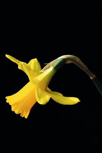 Still life daffodil by pien slooter