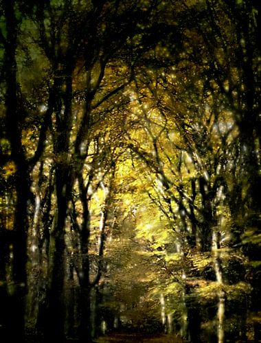 Beukenlaan in het Spanderswoud