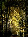 Beech avenue in the Spanders forest by Theo Fokker thumbnail