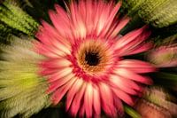 Creatief met bloemen