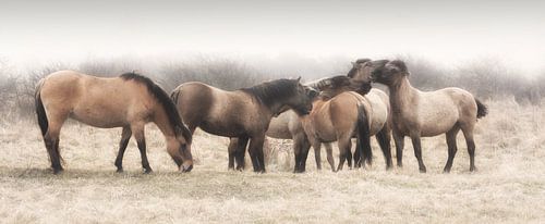 Konik horses