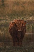Schotse Hooglander kalf