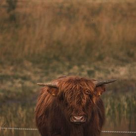 Schotse Hooglander kalf van BY MEAGAN