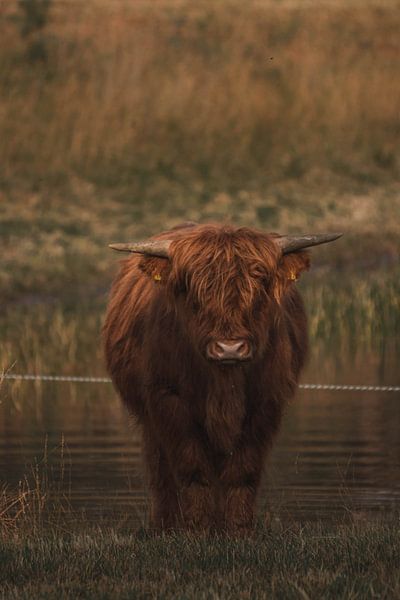 Schotse Hooglander kalf van BY MEAGAN