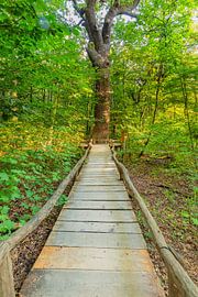 Droompad in het bos van Markus Lange