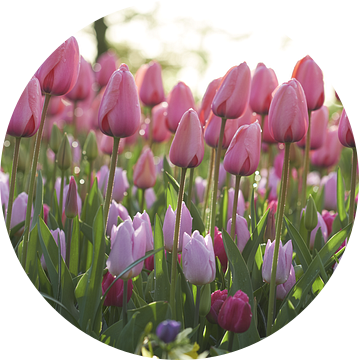 Tulpen met dauw van Karel Ham
