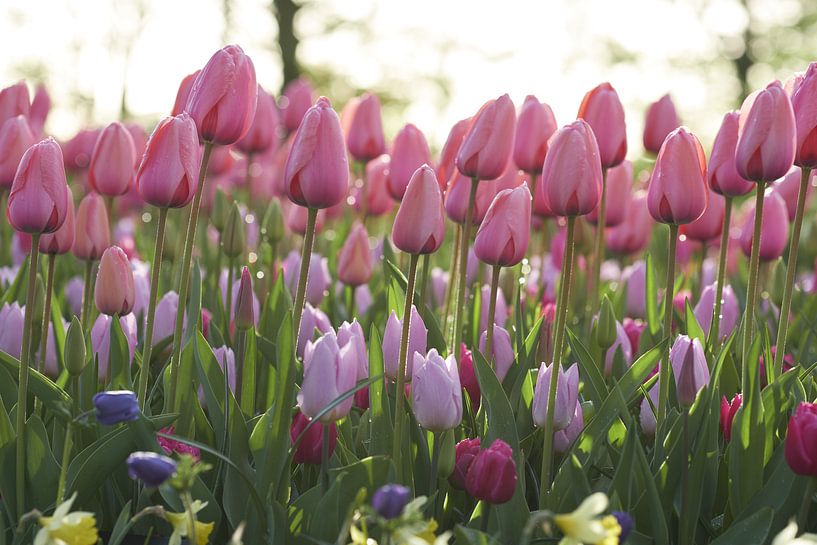 Tulpen mit Tau von Karel Ham