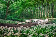 Amsterdamse Bos von Niels Barto Miniaturansicht